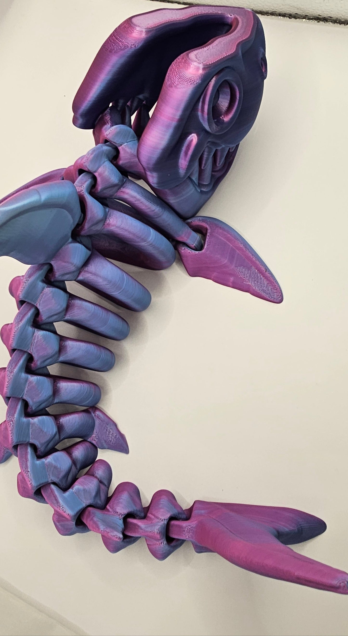 Shark Skeleton - Large
